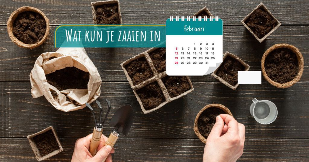 wat kun je zaaien in februari