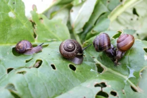 waarom voorzaaien: slakken eten jonge plant