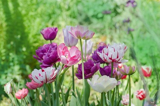 Tulpenbollen planten en verzorgen in je tuin