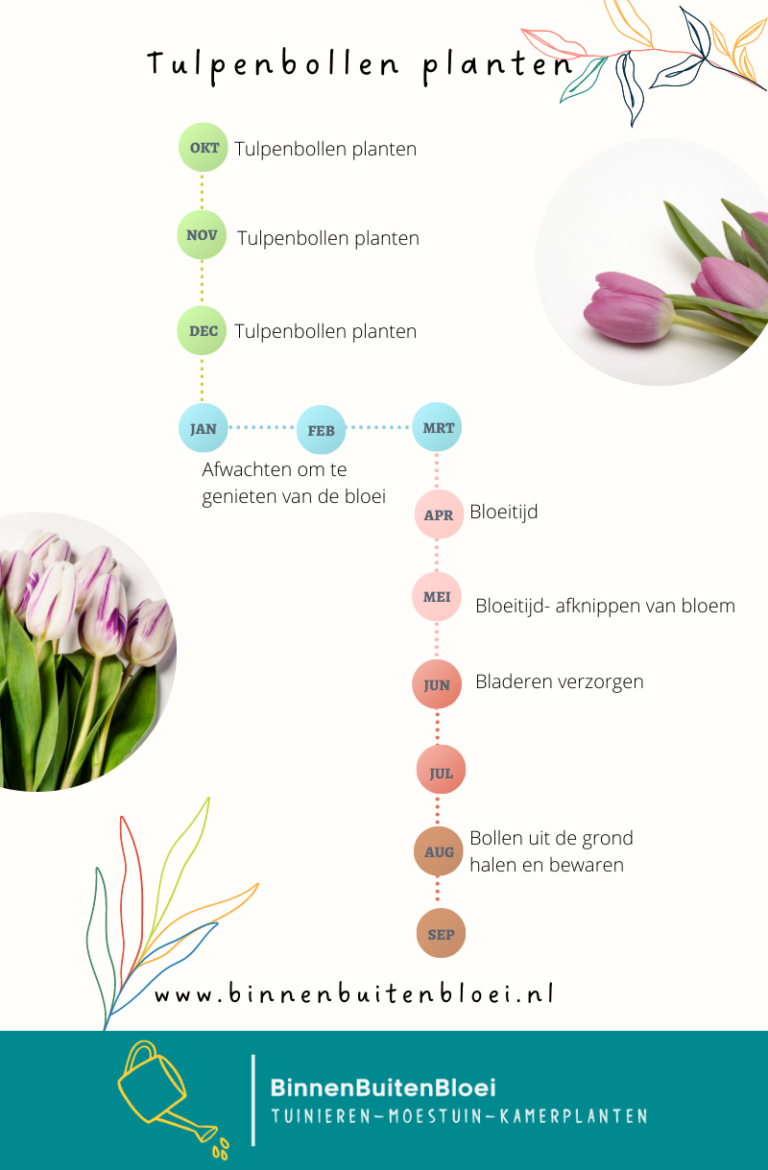 Tijdslijn tulpenbollen planten en verzorgen