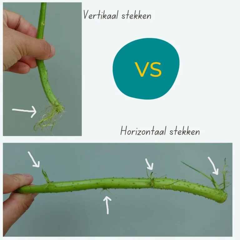 Kangkong kweken vanuit stekken vertikaal vs horizontaal