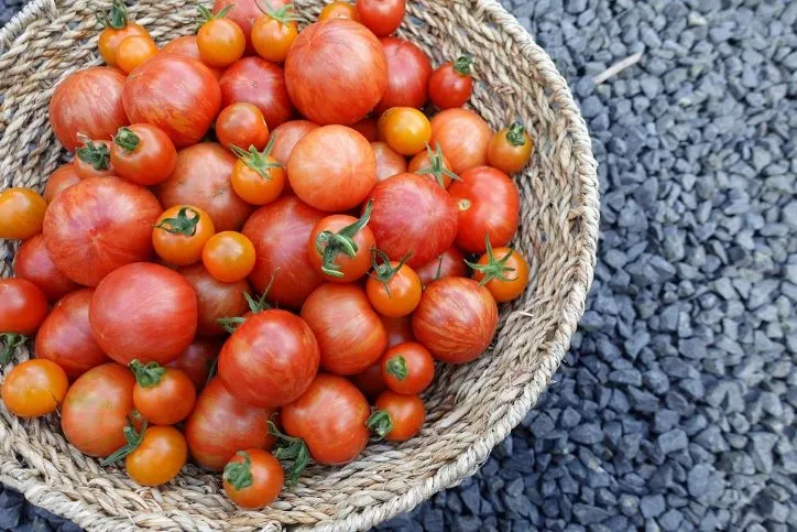 Tomaten kweken van a tot z