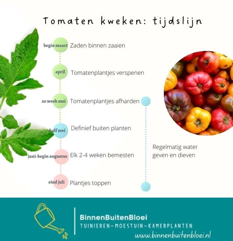 Tijdslijn tomaten kweken