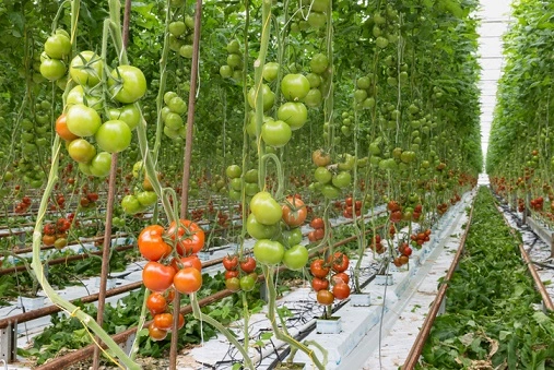Tomaten binden langs een touw en stok