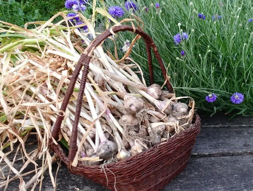 Knoflook oogst