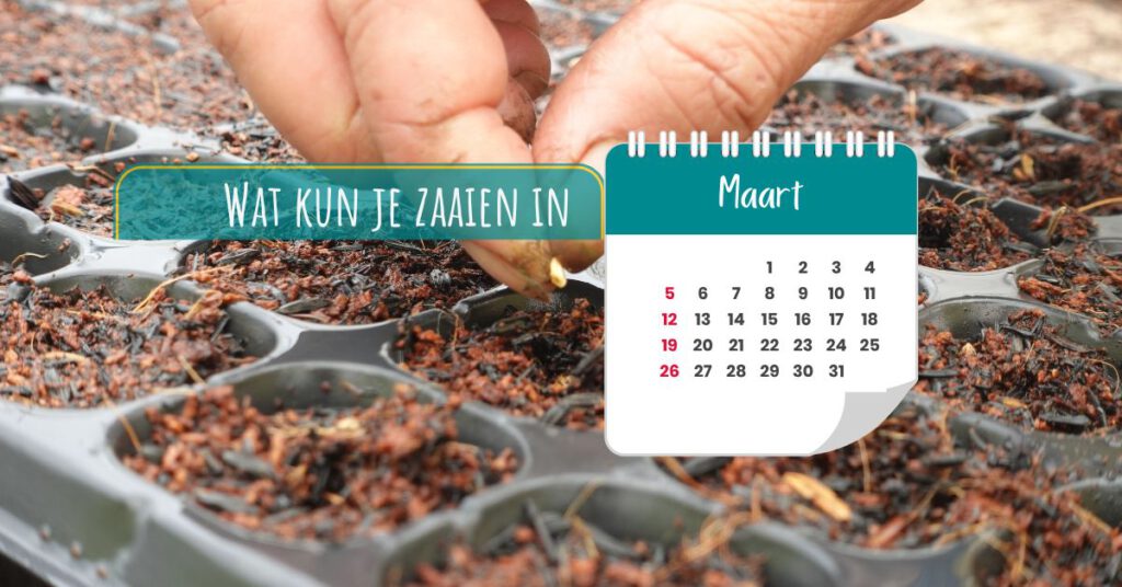Wat kun je zaaien in maart