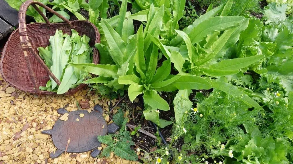 bladeren aspergesla oogsten