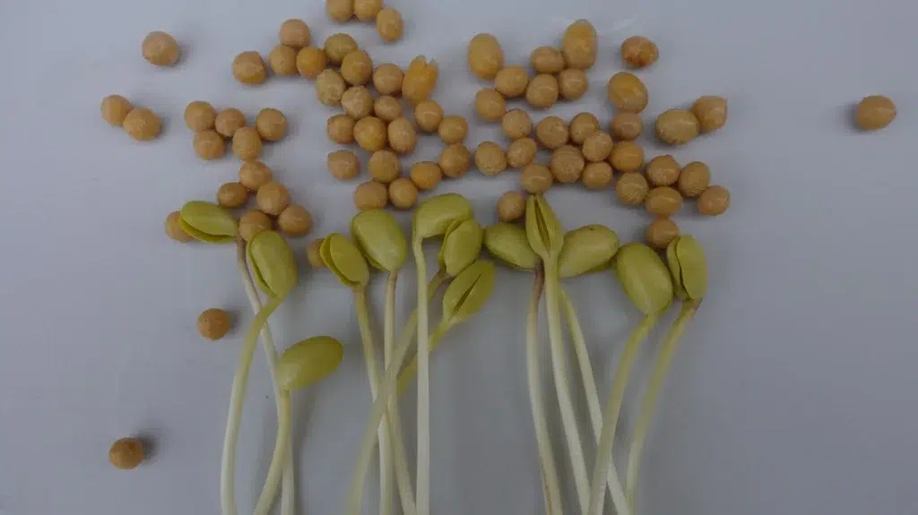 sojaboonkiemgroenten-kweken