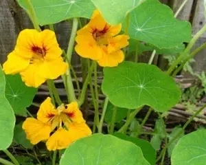 eetbare bloem oost indische kers