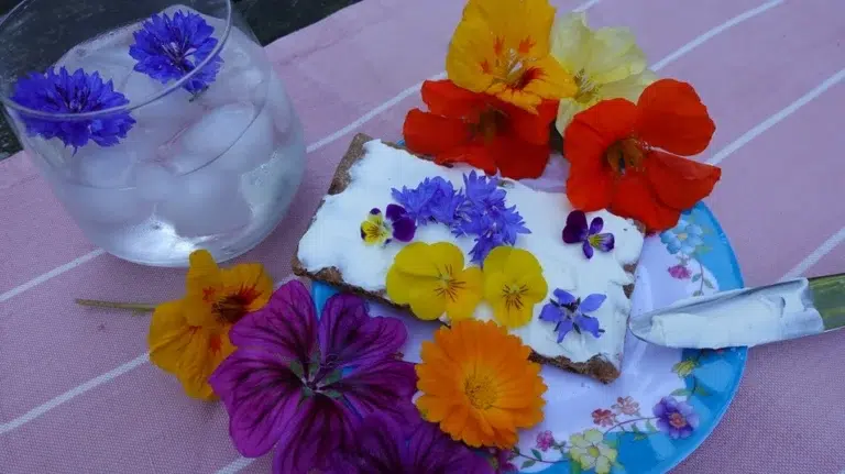 eetbare bloemen die je makkelijk zelf kunt kweken