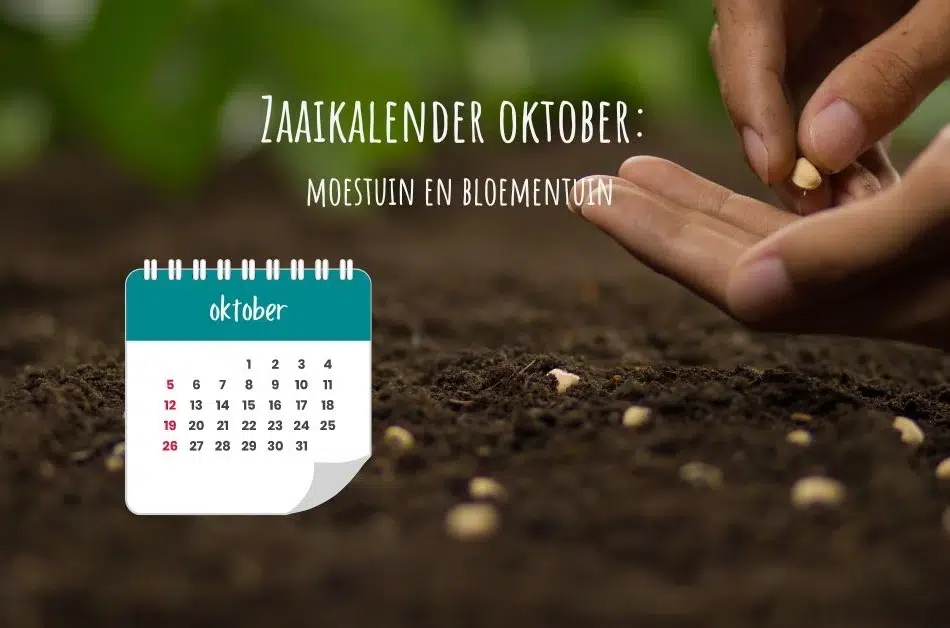 zaaien oktober moestuin en bloementuin