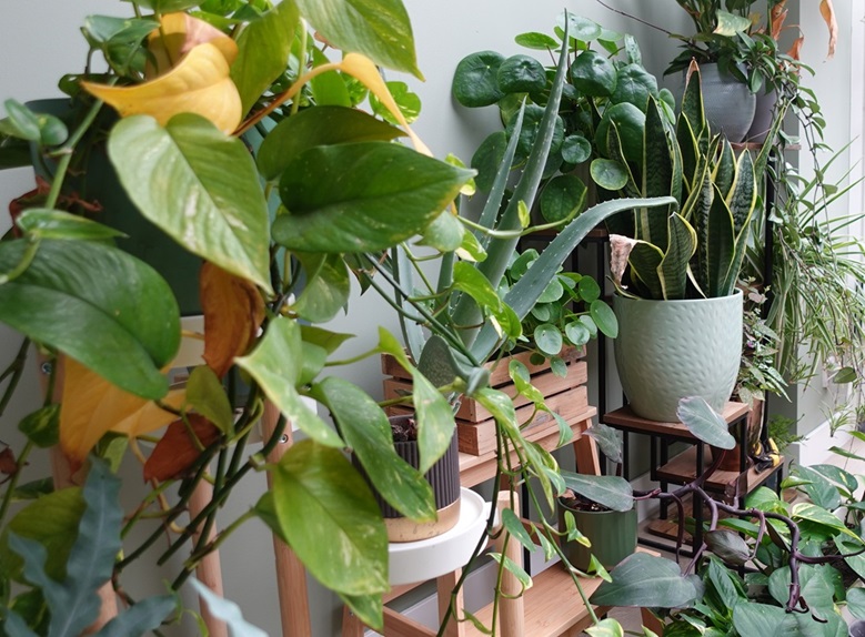 kamerplanten verzorgen in de herfst