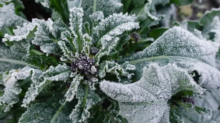 wintergroenten zaaien: wat en wanneer zaaien