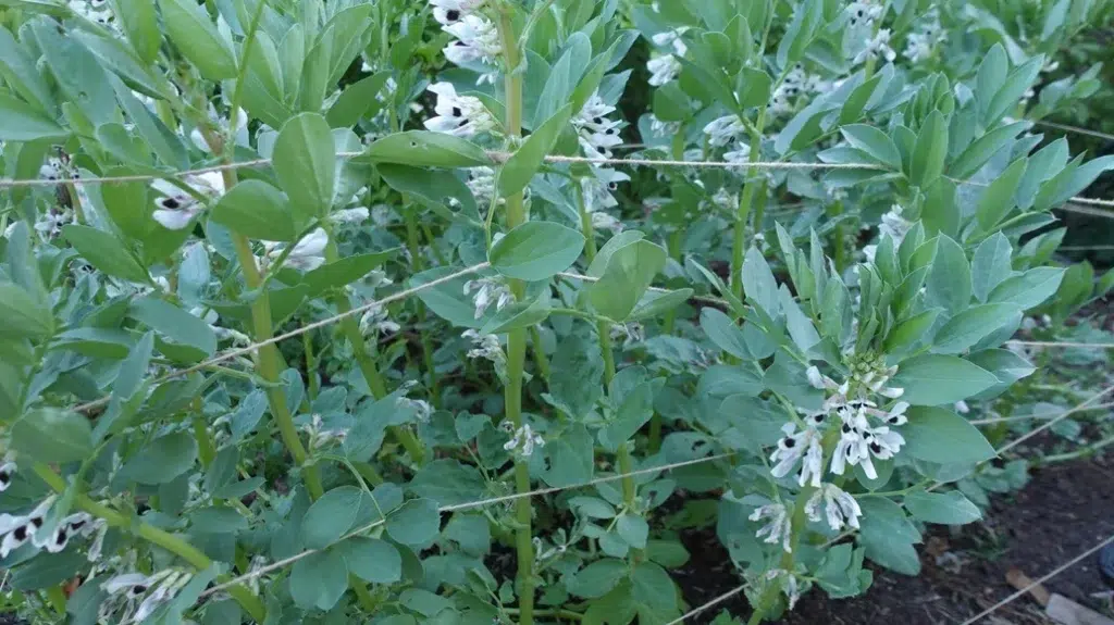 Tuinbonen Kweken zonder zwarte bonenluis