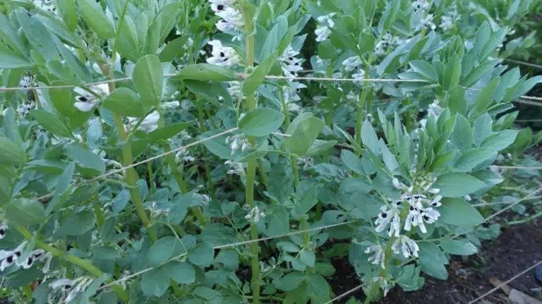 Tuinbonen Kweken zonder zwarte bonenluis