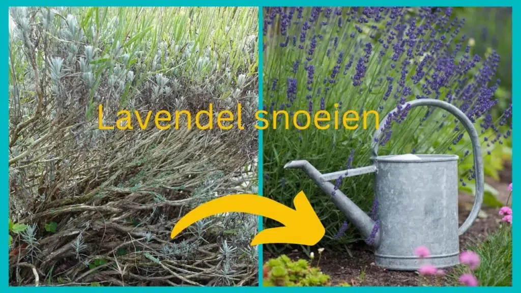 Voorkom dat je lavendel verhout