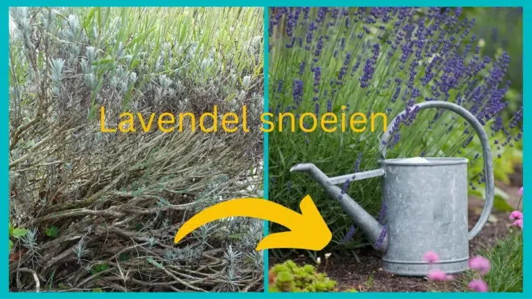Voorkom dat je lavendel verhout
