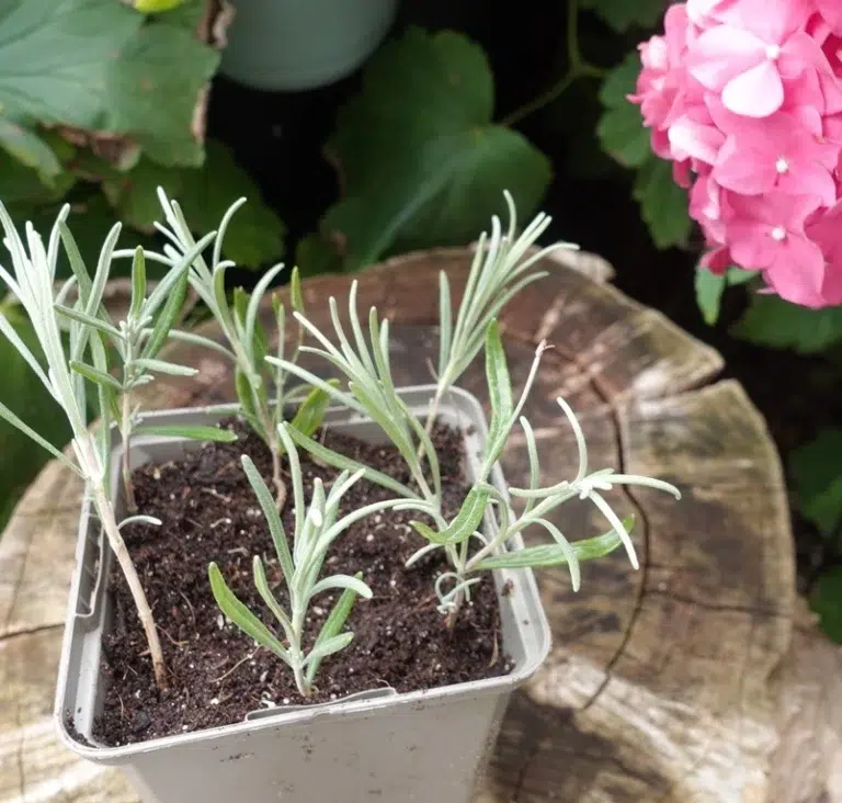 zo-stek-je-lavendel