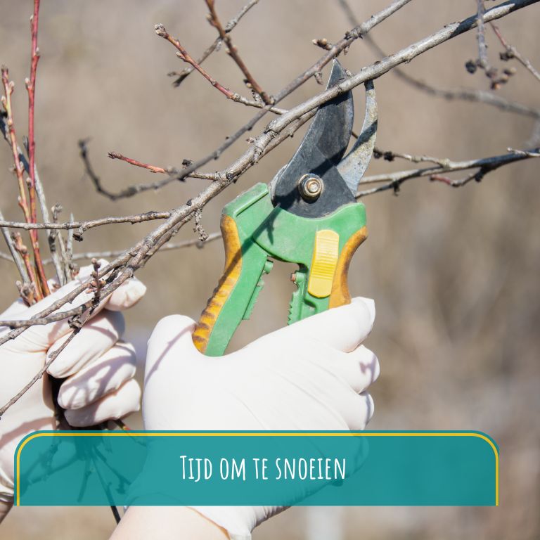 Wat kun je snoeien in december