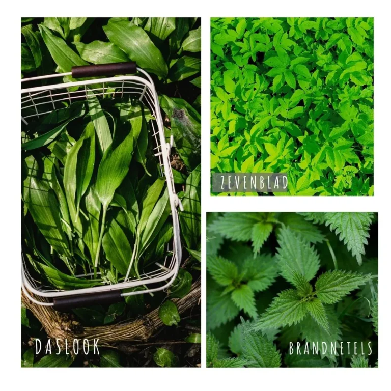 wildpluk-daslook-zevenblad-brandnetel