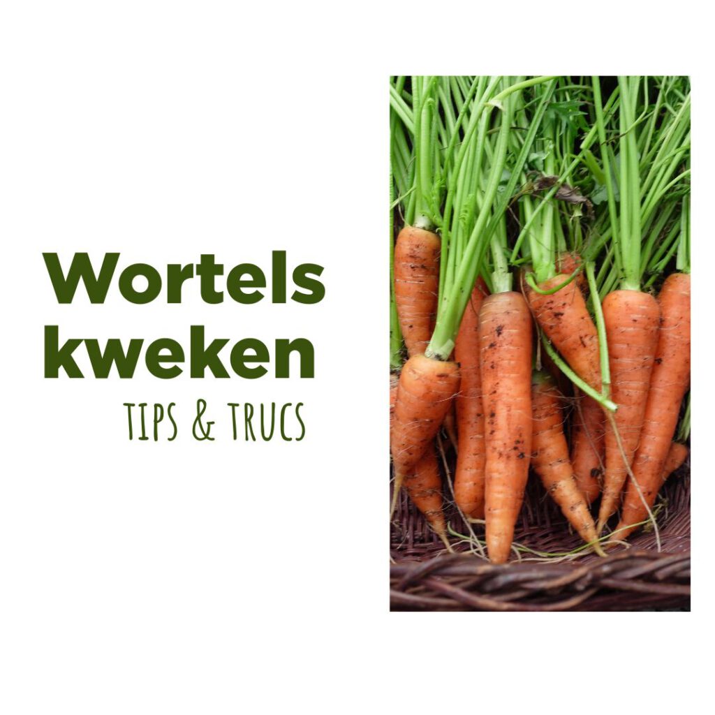 wortels kweken tips