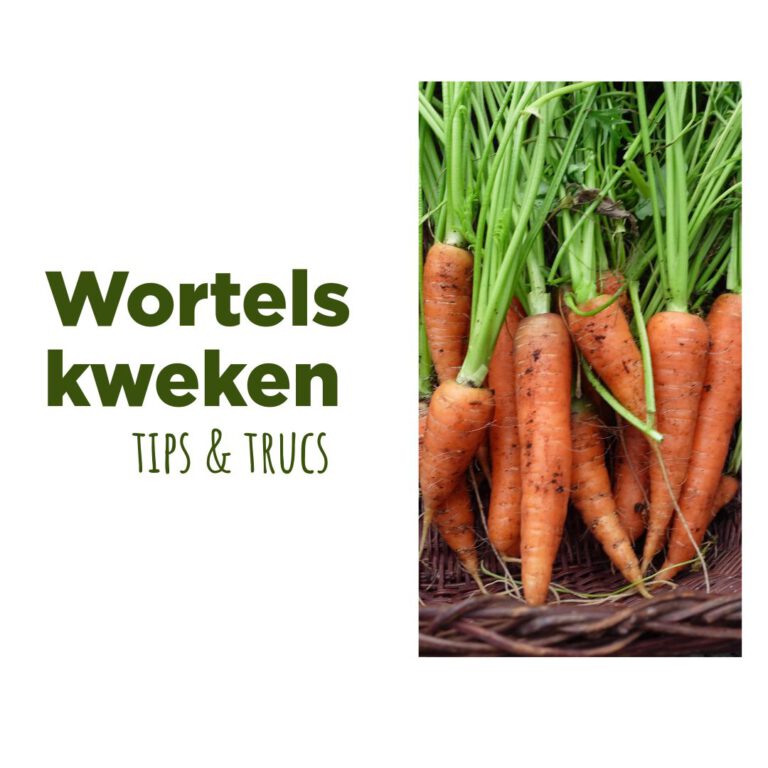 wortels kweken tips