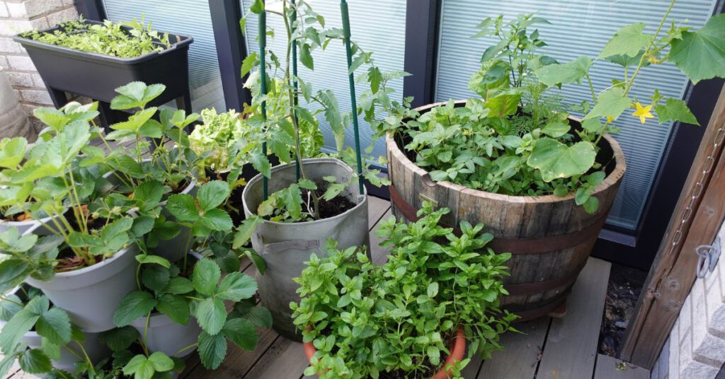 Groenten kweken in potten 10 tips