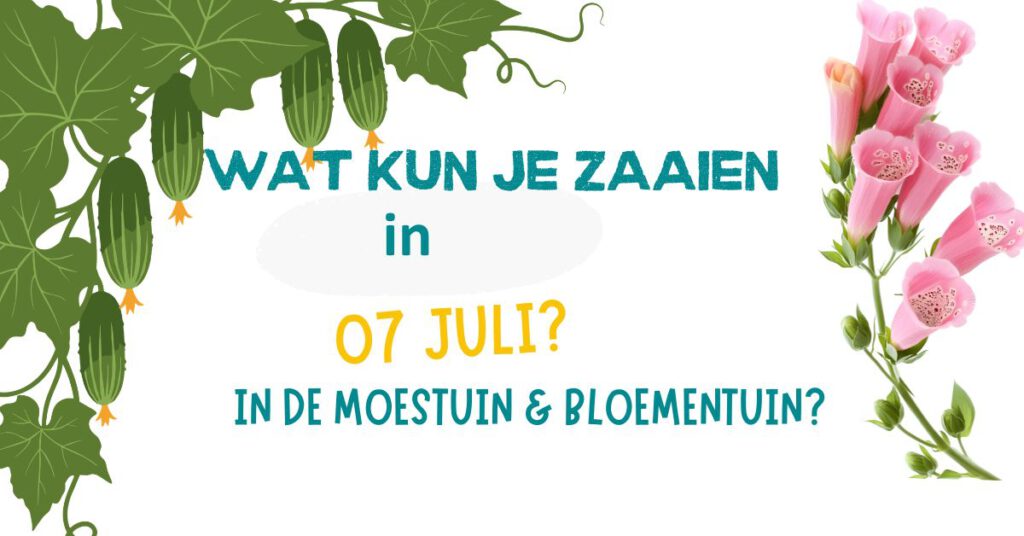 Wat kun je zaaien juli in de moestuin