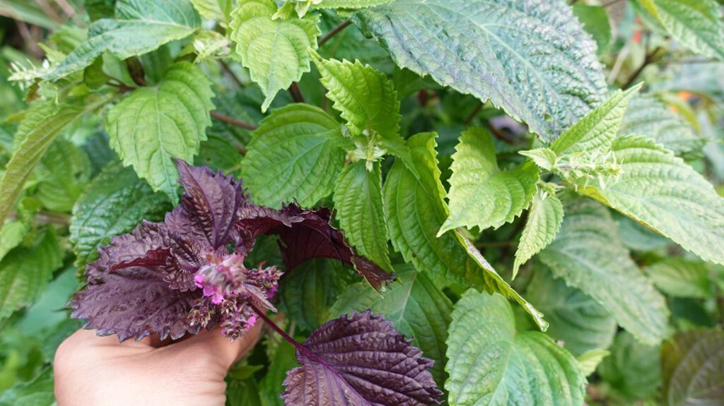 shiso perilla groen en paars