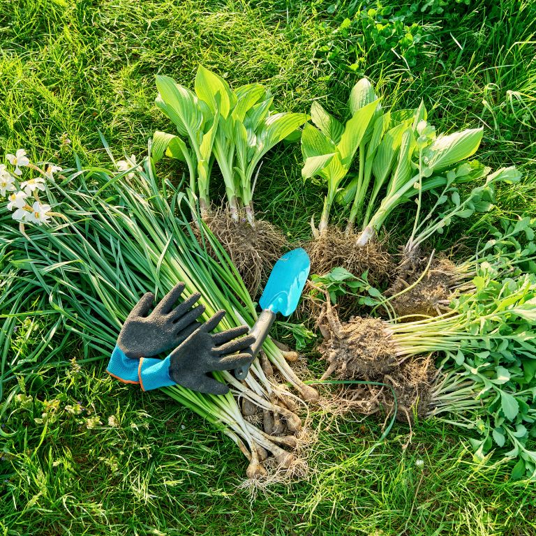 wat te doen in tuin september