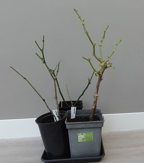 zo overwinter je een peperplant