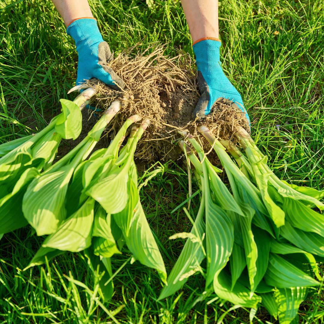 vaste planten scheuren